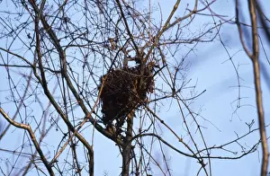 Nature Wall Art Prints: Red Squirrel - drey