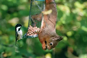 Prints of CK-1185 Red Squirrel - on feeder with Coal Tit Sciurus vulgaris Chris Knights Please note that prints are for personal display purposes only and may not be reproduced in any way. True Tit Prints: Red Squirrel on Feeder Print CK-1185