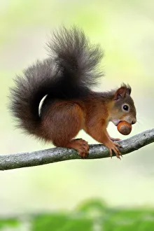 Red Squirrel - with hazel nut in mouth on branch Red Squirrel - with hazel nut in mouth on branch