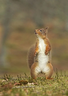 Red Squirrel - standing on hind legs - February Red Squirrel - standing on hind legs - February