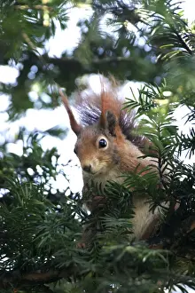 M Watson Wildlife Photographer Prints: Red squirrel - in tree