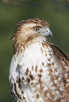 Red-tailed Hawk Red-tailed Hawk