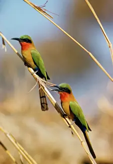 Coraciiformes Prints: Red-throated Bee-eater Print