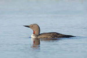 Images Dated 3rd September 2007: Red Throated Diver Gavia stellata Finland BI014485