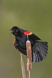 Red-winged Blackbird - male singing on territory in Spring Red-winged Blackbird - male singing on territory in Spring