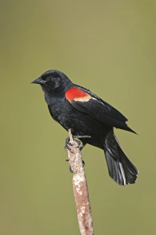 Red-winged Blackbird - male on territory in Spring Red-winged Blackbird - male on territory in Spring