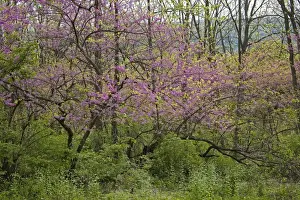 Native American Plants Prints: Redbud Tree - Native to much of Eastern and Central U
