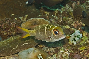 Redfin Emperor - Rarely exceeds 30cm in length. Usually seen hovering above the coral Redfin Emperor - Rarely exceeds 30cm in length. Usually seen hovering above the coral