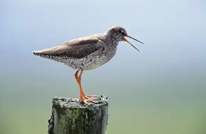 Personal Use Only Prints: Redshank - calling from post