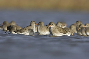 Redshank - Flock feeding on flies near the water surface Redshank - Flock feeding on flies near the water surface