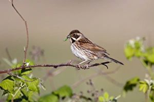 Reed Bunting - female - approaching nest carrying a caterpillar in mouth for the chicks Reed Bunting - female - approaching nest carrying a caterpillar in mouth for the chicks