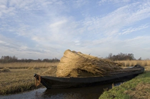 Reed culture - Reed bundles are moved by boat in the fenland Reed culture - Reed bundles are moved by boat in the fenland