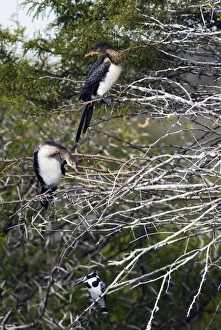 Reed / Long-tailed Cormorant - perched in tree after fishing (Pied Kingfisher perched below) Reed / Long-tailed Cormorant - perched in tree after fishing (Pied Kingfisher perched below)