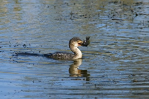 Reed / Long-tailed Cormorant - swallowing recently caught tilapia fish Reed / Long-tailed Cormorant - swallowing recently caught tilapia fish