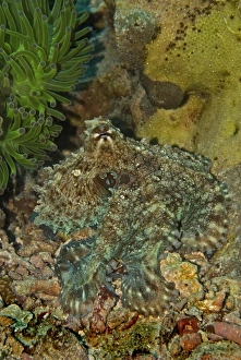 Reef Octopus - Not easily seen this octopus has the ability to blend into the surrounding terrian Reef Octopus - Not easily seen this octopus has the ability to blend into the surrounding terrian