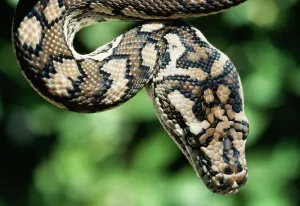 Prints of CAN-1479 Carpet PYTHON Morelia spilotes variegata John Cancalosi Please note that prints are for personal display purposes only and may not be reproduced in any way. Reptile Prints: Carpet Python Print (Morelia spilotes variegata)