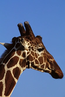 Reticulated Giraffe - close up of face, showing ossicones Reticulated Giraffe - close up of face, showing ossicones