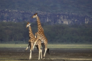 Reticulated Giraffe - pair mating Reticulated Giraffe - pair mating