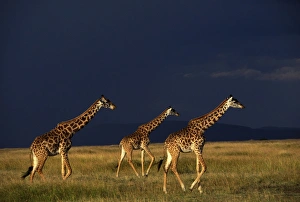 Reticulated Giraffe - three, with stormy sky behind Reticulated Giraffe - three, with stormy sky behind
