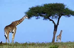 Reticulated Giraffe - two, one grazing on tree Reticulated Giraffe - two, one grazing on tree