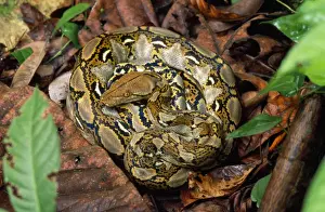 Wildlife Photography Borneo Prints: Reticulated Python Kinabatangan river, Borneo