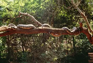 Reticulated Python Prints: Reticulated Python - longest snake in the world