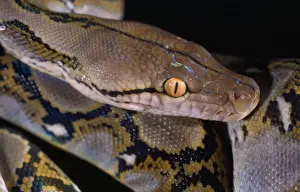 Snake Photography Prints: Reticulated Python - showing heat sensory pits
