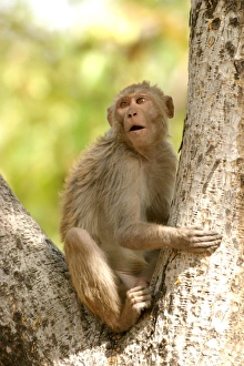 Rhesus Macaque Monkey - male sitting in tree Rhesus Macaque Monkey - male sitting in tree