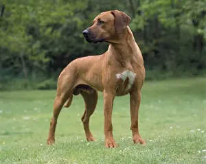 Rhodesian Ridgeback Print JD-15902 by John Daniels
