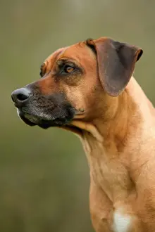 Prints of LA-2975 Rhodesian Ridgeback Jean Michel Labat Please note that prints are for personal display purposes only and may not be reproduced in any way. Rhodesian Ridgeback Prints: Rhodesian Ridgeback LA-2975 Print