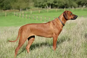 Prints of JD-18676 Rhodesian Ridgeback dog John Daniels Please note that prints are for personal display purposes only and may not be reproduced in any way. Rhodesian Ridgeback Prints: Rhodesian Ridgeback Print JD-18676 by John Daniels