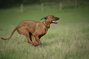 Rhodesian Ridgeback Running Print JD-18714