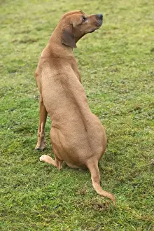 Rhodesian Ridgeback Breed Prints: Rhodesian Ridgeback - sitting