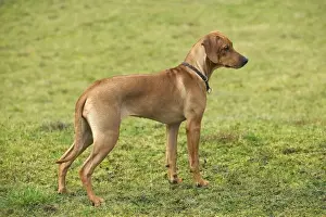 Jean Michel Labat Art Prints: Rhodesian Ridgeback - young