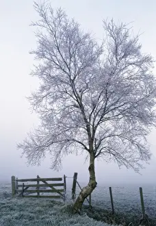 Paul Van Gaalen Artwork Prints: Rimed Tree