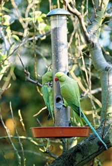 Images Dated 21st March 2007: Ring-necked Parakeet - on bird feeder