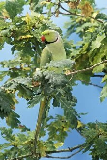 Images Dated 20th October 2004: Ring-necked Parakeet In English Oak tree, UK