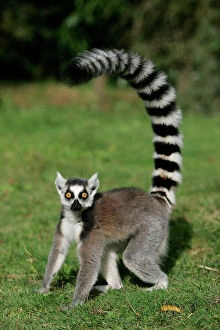 Images Dated 25th September 2004: Ring-tailed Lemur