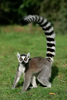Prints of WAT-9406 Ring-tailed Lemur Lemur catta Distribution: Madagascar M. Watson Please note that prints are for personal display purposes only and may not be reproduced in any way. Ring-tailed Lemur Prints: Ring-tailed Lemur Print (Lemur catta, WAT-9406)