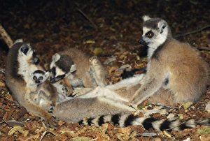Ring-tailed Lemur - adults with baby Ring-tailed Lemur - adults with baby