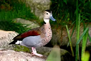 Ringed Teal Print