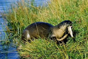 River Otter - eating small fish it has caught River Otter - eating small fish it has caught