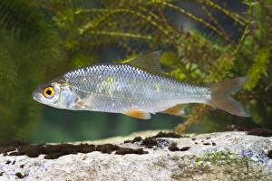 Roach - Single juvenile photographed underwater Roach - Single juvenile photographed underwater