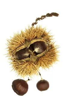 Jean Michel Labat Prints: Roast Chestnuts In casing