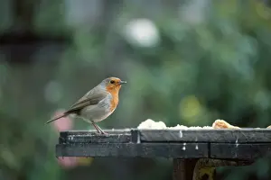 Garden Bird Feeder Prints: Robin - at bird table
