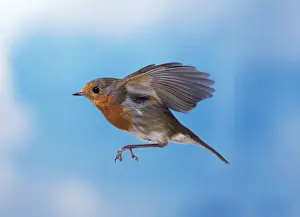 Close Up Bird Photos Prints: Robin - in flight