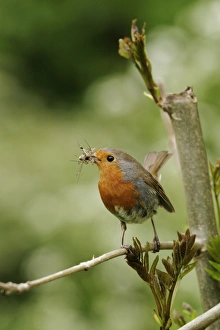 Robin - With food near nest on ash twig front view Robin - With food near nest on ash twig front view