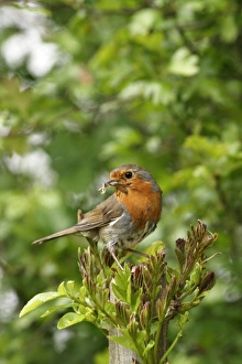 Robin - With food near nest on ash side view Robin - With food near nest on ash side view