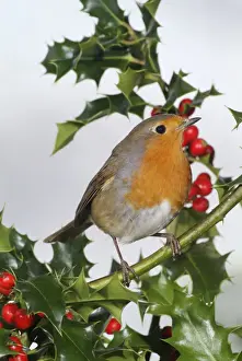 Personal Use Only Prints: Robin on holly