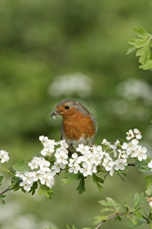 Robin - Near nest on May blossom front view Robin - Near nest on May blossom front view